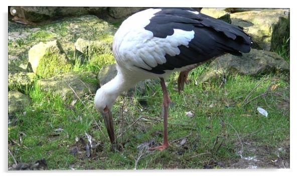 White stork (Ciconia Ciconia) looking for food in the grass Acrylic by Irena Chlubna