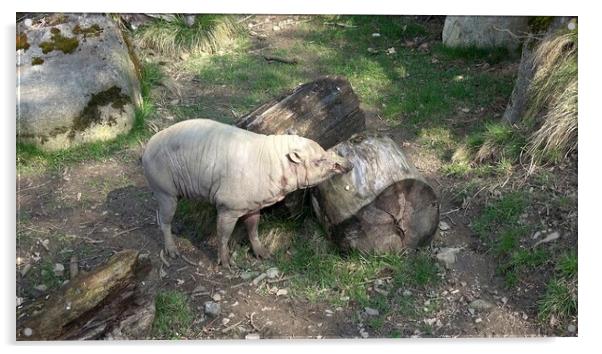 North Sulawesi Babirusa (Babyrousa celebensis). Pig with large canine teeth. Acrylic by Irena Chlubna