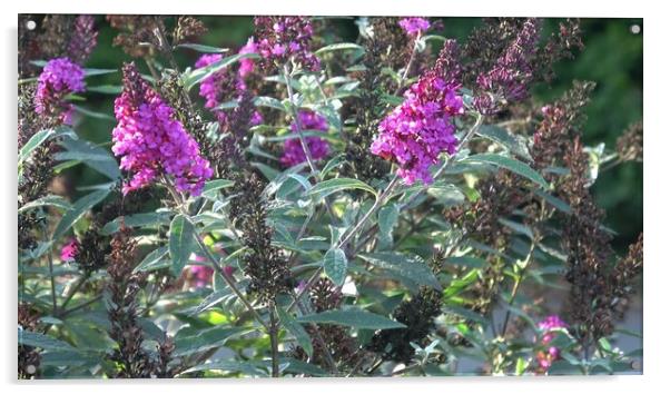Close up view of Buddleia or Buddleja (Buddleia davidii) bloom. Plant is commonly known as the butterfly bush Acrylic by Irena Chlubna