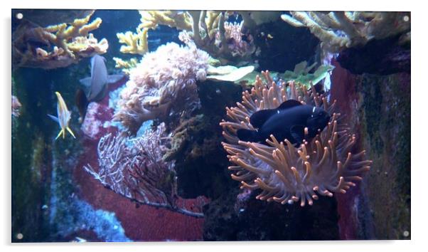 Corals in marine aquarium. Sea anemone in manmade aquarium Acrylic by Irena Chlubna