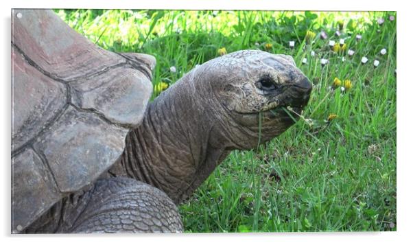Aldabra giant tortoise (Aldabrachelys gigantea) eating grass Acrylic by Irena Chlubna