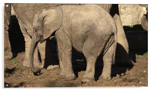 One african elephant cub (loxodonta africana) standing inbetween adults Acrylic by Irena Chlubna