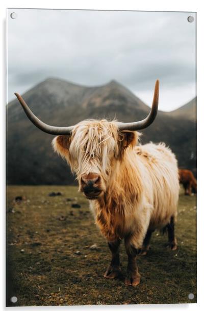 Highland Cow on the Isle of Skye Acrylic by Jay Huxtable