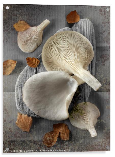 Delicious Fresh Picked Oyster Mushrooms  Acrylic by Paul E Williams