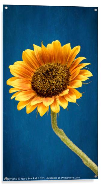 Sunflower Acrylic by Gary Blackall