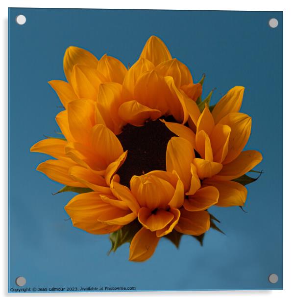 Sunflower Acrylic by Jean Gilmour