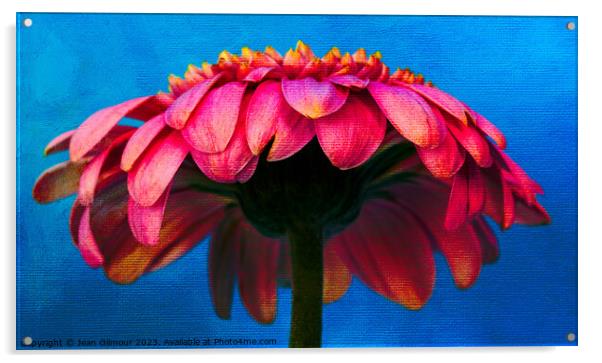 Gerbera Umbrella  Acrylic by Jean Gilmour