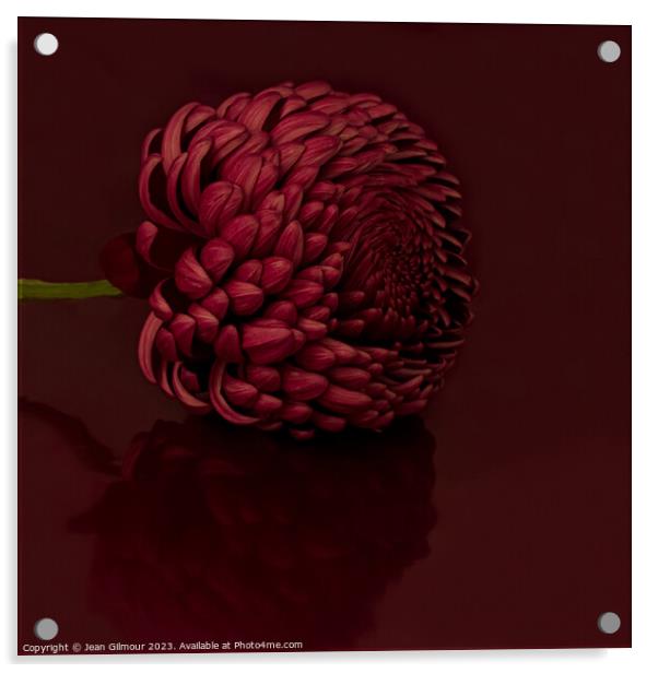 Dahlia with reflection Acrylic by Jean Gilmour