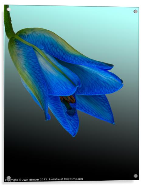 Blue Lily Acrylic by Jean Gilmour