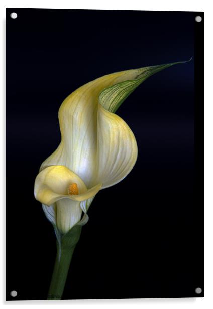 Calla Lily Acrylic by Jean Gilmour