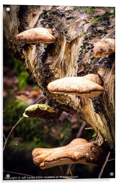 Woodland fungi Acrylic by Jeff Davies