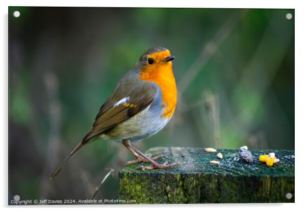 Robin Redbreast Acrylic by Jeff Davies