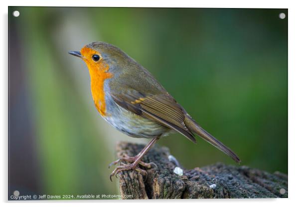 The festive robin Acrylic by Jeff Davies