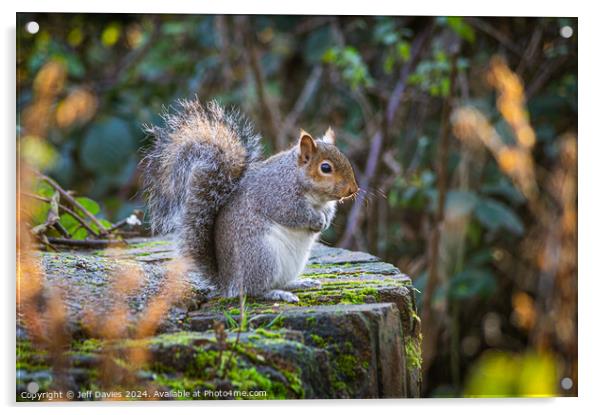 Sitting Squirrel Acrylic by Jeff Davies