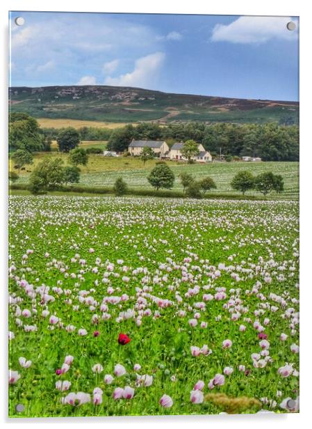 Poppy fields of Northumberland  Acrylic by Tony lopez