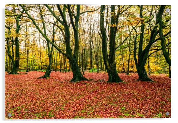 Autumn Woods Acrylic by James Elkington