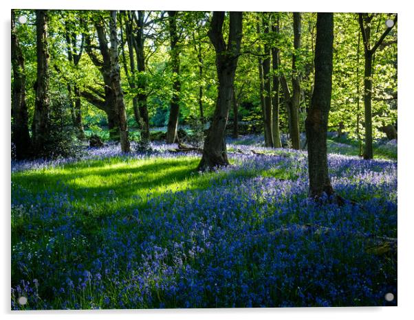 Bluebell Woods at Springtime Acrylic by James Elkington