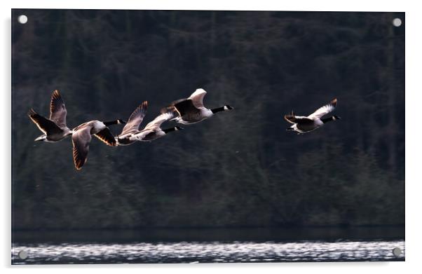 Canada Geese in Flight Acrylic by James Elkington