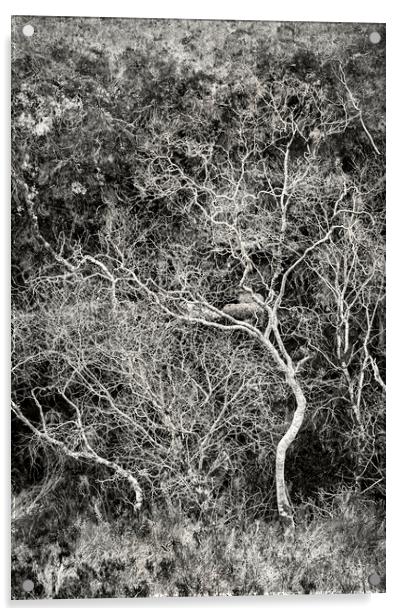 Skeletal Trees, Strathcarron Acrylic by Kevin Howchin