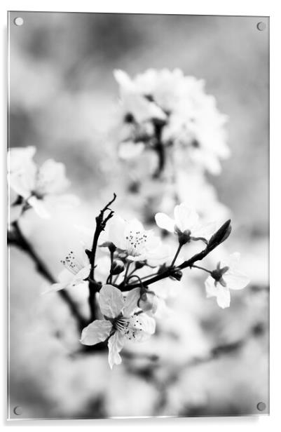 Cherry Blossom Acrylic by Kevin Howchin