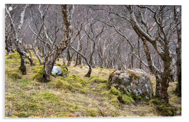 Woodland, Scottish Highlands Acrylic by Kevin Howchin