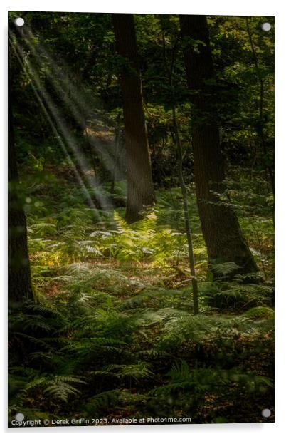 Ferns in the sunlight Acrylic by Derek Griffin