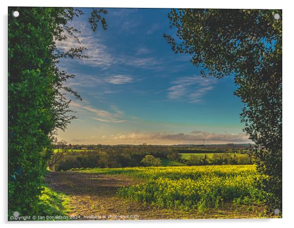 Rapeseed Fields Acrylic by Ian Donaldson