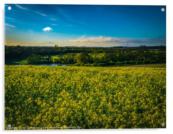 Rapeseed Fields Acrylic by Ian Donaldson