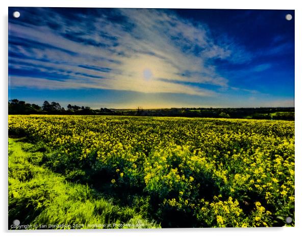 Yellow Meadow Acrylic by Ian Donaldson
