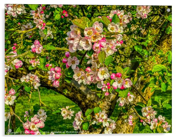 Apple Blossom Acrylic by Ian Donaldson