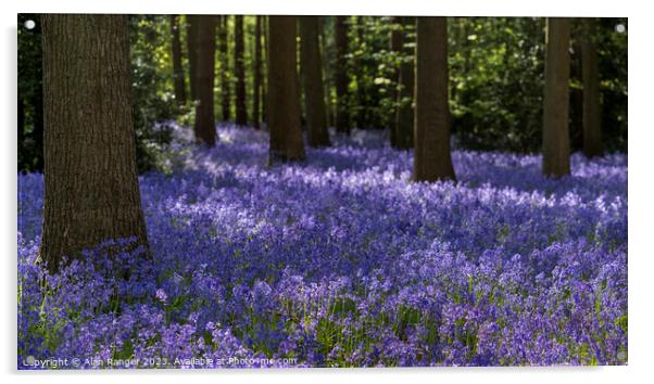 Bluebell Woodlands Acrylic by Alan Ranger