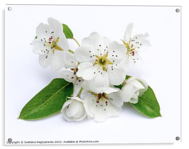 Large white pear flowers. Acrylic by Lana Topoleva