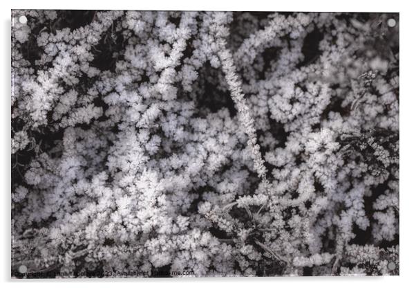 White frost on dry grass  Acrylic by Lana Topoleva