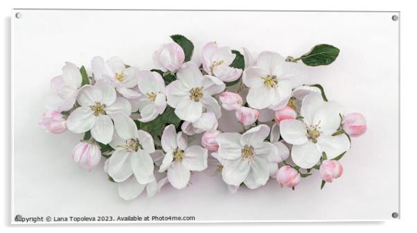 spring apple flowers  Acrylic by Lana Topoleva