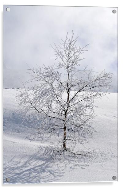 Winter tree Acrylic by Geoff Weeks