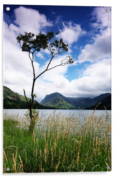 Tree by Buttermere, Lake District Cumbria England Acrylic by Chris Mann