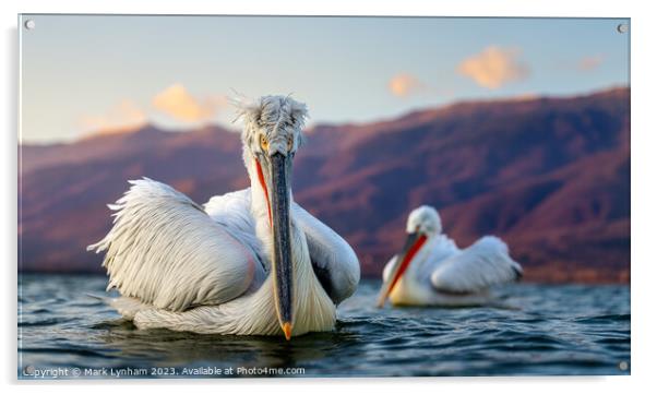 Dalmatian Pelicans in Lake Kerkini, Greece Acrylic by Mark Lynham