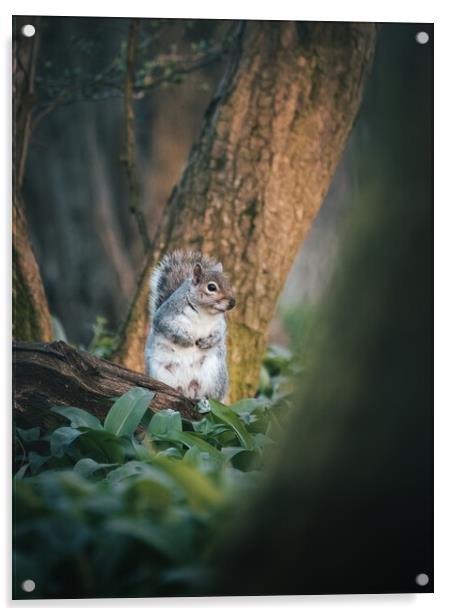 Squirrel looking for food  Acrylic by Martyn Large