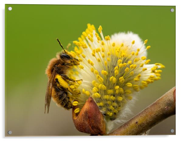 Honey Bee covered in pollen  Acrylic by Martyn Large