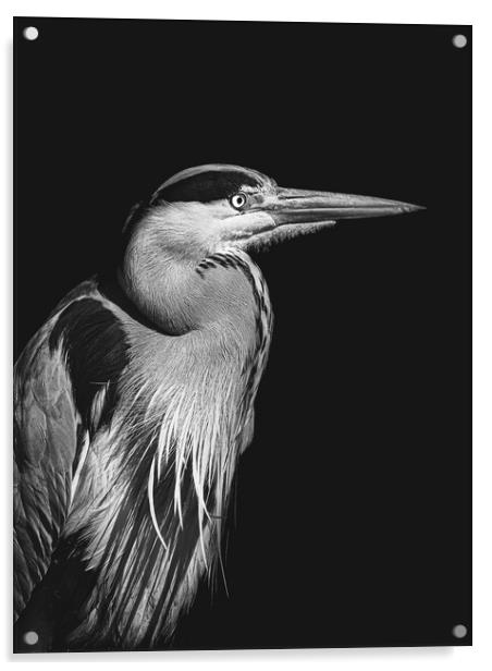 Black and white photo of a Heron Acrylic by Martyn Large