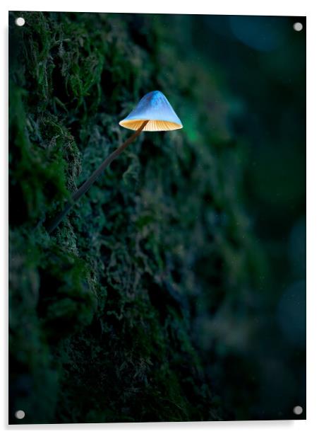 Glowing Mushroom Acrylic by Martyn Large