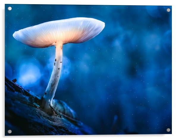 Glowing mushroom (Druid's Delight) Acrylic by Martyn Large