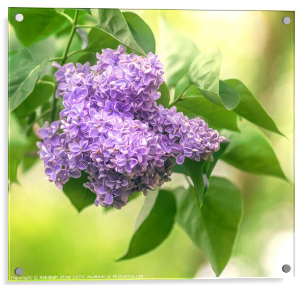 Lovely lilacs Acrylic by Rebekah Stiles