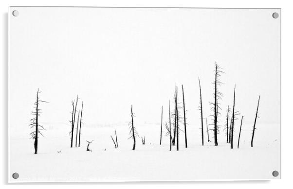 Lodge Pole Pines in Snow Acrylic by Peter Paterson