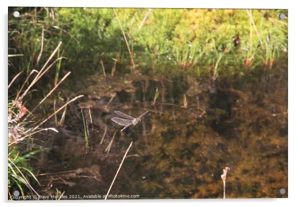 Dragonfly Acrylic by Dave Menzies