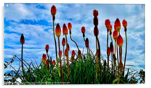 Red Hot Pokers In The Sky Acrylic by Dave Menzies