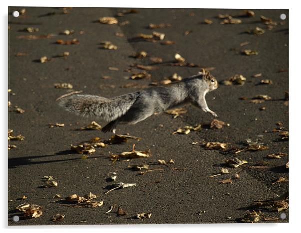 Flying sqirrel Acrylic by Dave Menzies