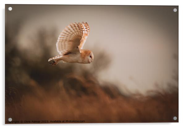 Barn owl in flight Acrylic by Chris Palmer