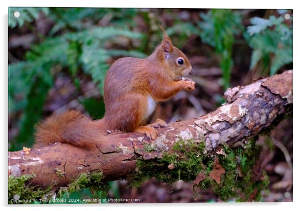 A Cute Red Squirrel Anglesey North Wales Acrylic by Terry Brooks