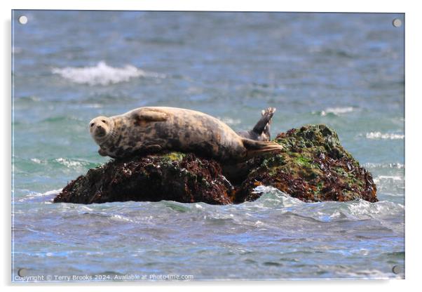 Seal Sunbathing on the Rocks Acrylic by Terry Brooks
